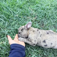 Tiny , a male French Bulldog for sale in Moreno Valley, CA – 3 of 10