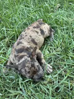 Right Twix , a male French Bulldog for sale in Moreno Valley, CA – 3 of 10