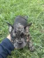 Milky Way, a male French Bulldog for sale in Moreno Valley, CA – 3 of 9