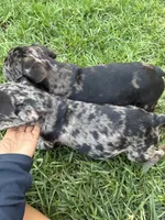 Milky Way, a male French Bulldog for sale in Moreno Valley, CA – 5 of 9