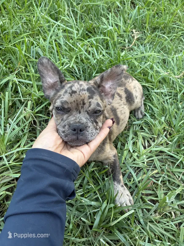 Right Twix  – French Bulldog puppy for sale in Moreno Valley, CA