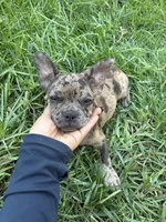 Right Twix , a male French Bulldog for sale in Moreno Valley, CA – 1 of 10