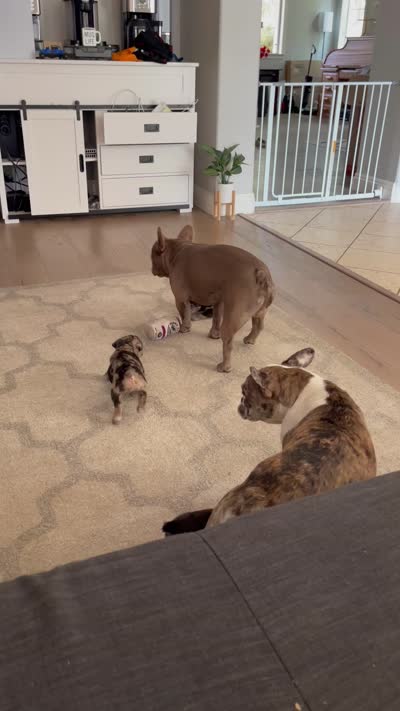 Oreos, a female French Bulldog for sale in Moreno Valley, CA – 9 of 9