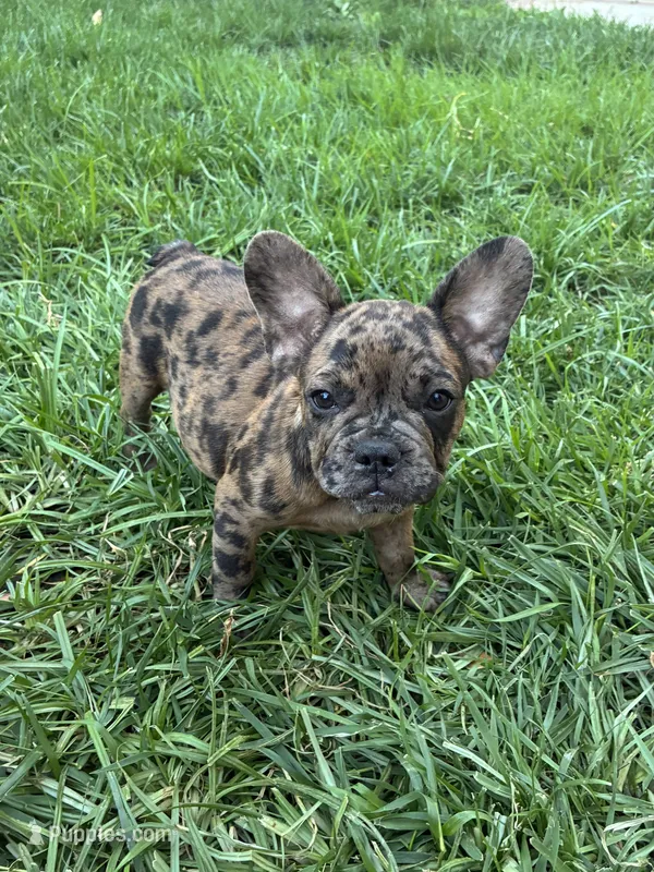 Left Twix  – French Bulldog puppy for sale in Moreno Valley, CA