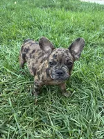 Left Twix , a male French Bulldog for sale in Moreno Valley, CA – 1 of 10