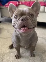 Left Twix , a male French Bulldog for sale in Moreno Valley, CA – 10 of 10
