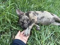 Right Twix , a male French Bulldog for sale in Moreno Valley, CA – 4 of 10