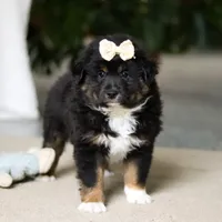 Tracy, a female Miniature Australian Shepherd for sale in Sugarcreek, OH – Photo 5 of 5