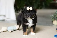 Tracy, a female Miniature Australian Shepherd for sale in Sugarcreek, OH – Photo 5 of 5