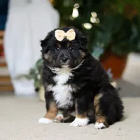 Tracy, a female Miniature Australian Shepherd for sale in Sugarcreek, OH – Photo 2 of 5