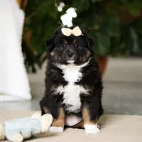 Tracy, a female Miniature Australian Shepherd for sale in Sugarcreek, OH – Photo 1 of 5