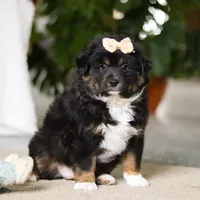 Tracy, a female Miniature Australian Shepherd for sale in Sugarcreek, OH – Photo 4 of 5