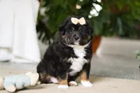 Tracy, a female Miniature Australian Shepherd for sale in Sugarcreek, OH – Photo 4 of 5