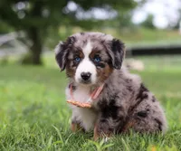 Violet, a female Miniature Australian Shepherd for sale in Sugarcreek, OH – Photo 2 of 7