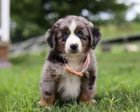 Violet, a female Miniature Australian Shepherd for sale in Sugarcreek, OH – Photo 7 of 7