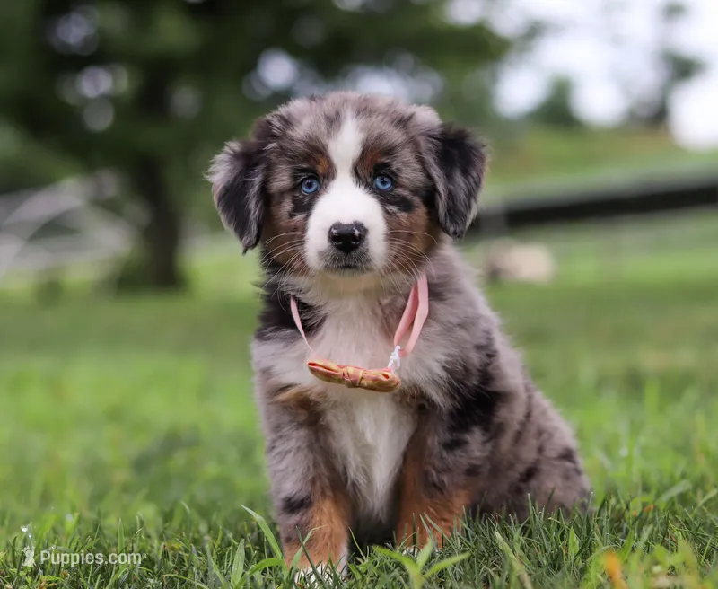Violet, a female Miniature Australian Shepherd for sale in Sugarcreek, OH – Photo 1 of 7