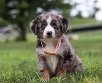 Violet, a female Miniature Australian Shepherd for sale in Sugarcreek, OH – Photo 1 of 7