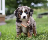 Violet, a female Miniature Australian Shepherd for sale in Sugarcreek, OH – Photo 4 of 7