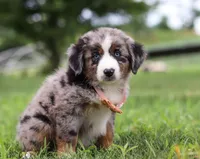 Violet, a female Miniature Australian Shepherd for sale in Sugarcreek, OH – Photo 6 of 7