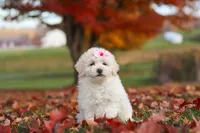Lexi, a female Newfypoo for sale in Sugarcreek, OH – 6 of 8