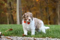 Ranger, a male Newfypoo for sale in Sugarcreek, OH – 4 of 8