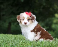 Trixie, a female Miniature Australian Shepherd for sale in Sugarcreek, OH – Photo 2 of 9