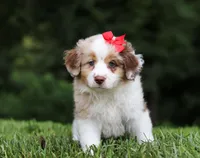 Trixie, a female Miniature Australian Shepherd for sale in Sugarcreek, OH – Photo 7 of 9