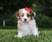 Trixie, a female Miniature Australian Shepherd for sale in Sugarcreek, OH – Photo 4 of 9