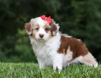 Trixie, a female Miniature Australian Shepherd for sale in Sugarcreek, OH – Photo 5 of 9
