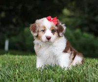 Trixie, a female Miniature Australian Shepherd for sale in Sugarcreek, OH – Photo 3 of 9