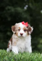Trixie, a female Miniature Australian Shepherd for sale in Sugarcreek, OH – Photo 8 of 9