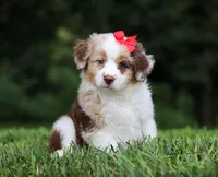 Trixie, a female Miniature Australian Shepherd for sale in Sugarcreek, OH – Photo 9 of 9