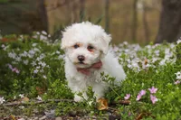Leo, a male Bichpoo for sale in Sugarcreek, OH – Photo 2 of 8