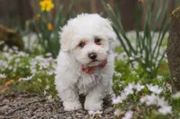Leo, a male Bichpoo for sale in Sugarcreek, OH – Photo 3 of 8