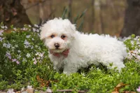 Leo, a male Bichpoo for sale in Sugarcreek, OH – Photo 7 of 8