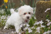 Leo, a male Bichpoo for sale in Sugarcreek, OH – Photo 8 of 8