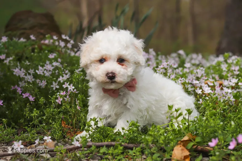 Leo – Bichpoo puppy for sale in Sugarcreek, OH