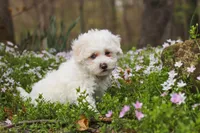 Leo, a male Bichpoo for sale in Sugarcreek, OH – Photo 5 of 8