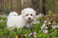 Leo, a male Bichpoo for sale in Sugarcreek, OH – Photo 6 of 8