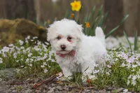 Leo, a male Bichpoo for sale in Sugarcreek, OH – Photo 4 of 8