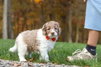 Ranger, a male Newfypoo for sale in Sugarcreek, OH – 5 of 8