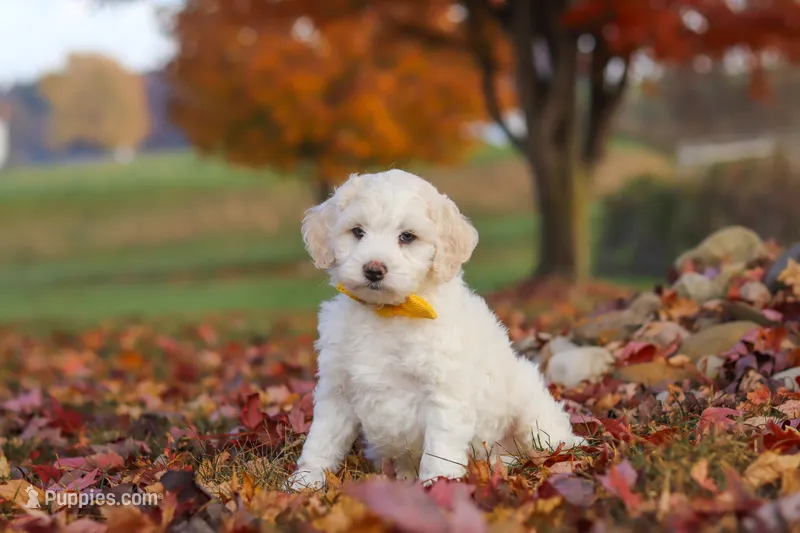Benji – Newfypoo puppy for sale in Sugarcreek, OH