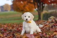 Benji, a male Newfypoo for sale in Sugarcreek, OH – 1 of 7
