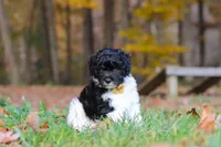 Rocky, a male Newfypoo for sale in Sugarcreek, OH – 6 of 10