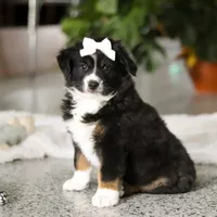 Twila, a female Miniature Australian Shepherd for sale in Sugarcreek, OH – Photo 4 of 5