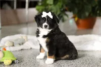 Twila, a female Miniature Australian Shepherd for sale in Sugarcreek, OH – Photo 4 of 5