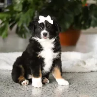 Twila, a female Miniature Australian Shepherd for sale in Sugarcreek, OH – Photo 3 of 5