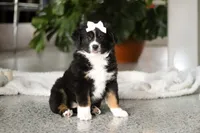 Twila, a female Miniature Australian Shepherd for sale in Sugarcreek, OH – Photo 3 of 5