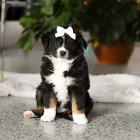 Twila, a female Miniature Australian Shepherd for sale in Sugarcreek, OH – Photo 1 of 5
