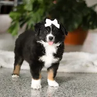 Twila, a female Miniature Australian Shepherd for sale in Sugarcreek, OH – Photo 5 of 5